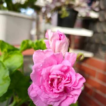 バラ咲きゼラニウム。の画像 by 黒ねこさん | 玄関とGSの繋がりに感謝♡とピンクの花とバラ咲きゼラニウム。とはなのある暮らしと平和な日々を願いと黒にゃんこ隊
