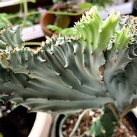 マハラジャの育て方 置き場所や水やりの頻度は Greensnap グリーンスナップ