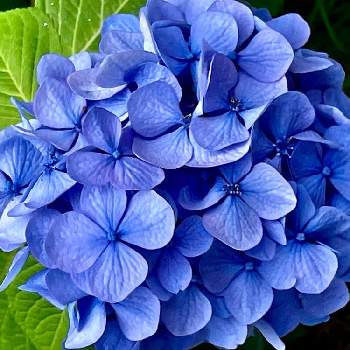 kawaiiの画像 by ✴︎Ｃｈｉｅ✴︎さん | 初夏と植物のある暮らしと青紫色の花と紫陽花 アジサイ あじさいと今日のお花とkawaiiと花のある暮らしとお散歩と葉っぱlove♥と落葉低木と癒し…♡と♡残暑お見舞い♡と夏の終わりと祈りを込めてとありがとう医療従事者の方々と平和の祈り
