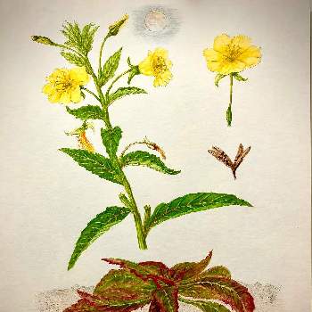 透明水彩画の画像 by hideさん | お出かけ先とロゼットとボタニカルアートと帰化植物と植物画と植物観察と野の草花と生態画と透明水彩画