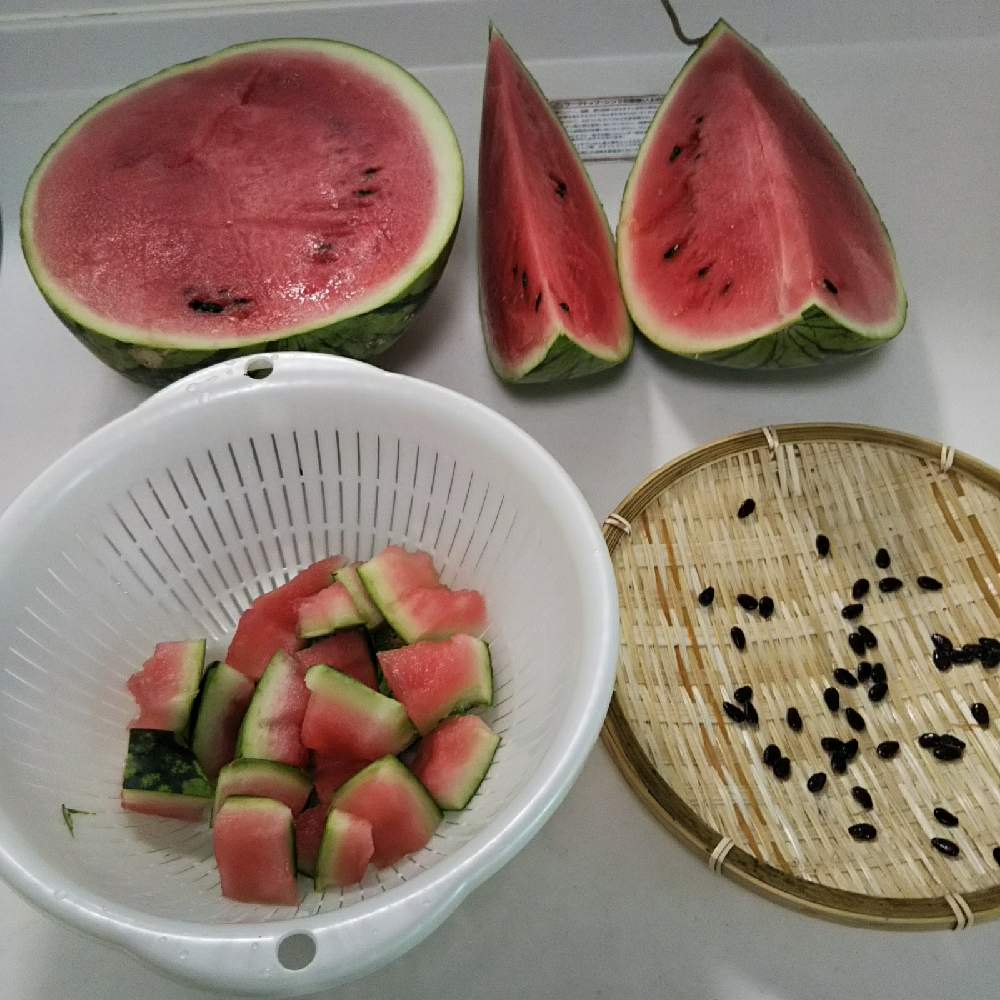 スイカ栽培の投稿画像 By まるさん 吊るしスイカとスイカの空中栽培と大玉 スイカと野菜栽培と スイカと家庭菜園 21月8月29日 Greensnap グリーンスナップ