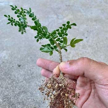 オペルクリカリア ボレアリスの投稿画像一覧 Greensnap グリーンスナップ