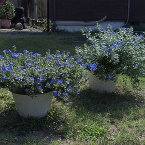 アメリカンブルー,PW エボルブルス ブルーラグーン,鉢植え,夏の花,青い花の画像