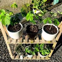 モンキーポッドの育て方 種まきや植え付けの時期は 庭木にもできる Greensnap グリーンスナップ