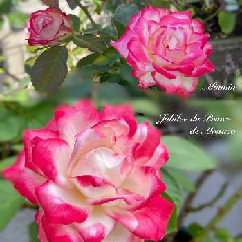 バラ＊ジュビレ デュ プリンス ドゥ モナコの画像 by みんみんさん | 小さな庭とバラ＊ジュビレ デュ プリンス ドゥ モナコと派手とばら バラ 薔薇と小さい庭とおうち園芸と美しいとはちうえとガーデニングとバラが好きと花のある暮らしと薔薇♪