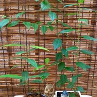 エゴノキ,シラカシ,盆栽,実生,フクロウ祭の画像