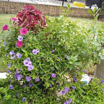 コリウス 紫の花 挿し木 増殖中の投稿画像一覧 Greensnap グリーンスナップ