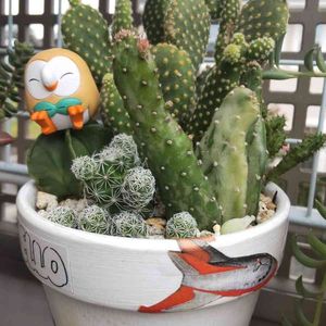 サボテン寄せ植え,ハツヒノデ,ぼん・サボテン寄植え,波平アトム父さん,ぼん・ハツヒノデの画像