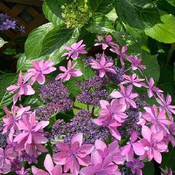 紫陽花フェスの画像 by shiiさん | 小さな庭と過去picと紫陽花フェスと休日とピンクの花と今日のお花♡とマイガーデンと癒されると可愛いと紫陽花  ダンスパーティー