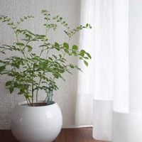 トネリコの木の育て方 剪定の時期や方法は 花を咲かせるコツはなに Greensnap グリーンスナップ トネリコの木の育て方 剪定の時期や方法は 花を咲かせるコツはなに Greensnap グリーンスナップ