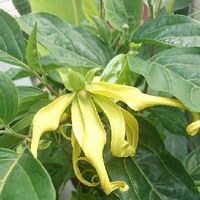 イランイランの育て方 鉢植えや水やりの方法は 冬は越せる Greensnap グリーンスナップ