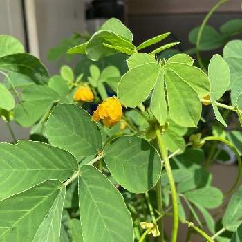 ケツメイシの投稿画像一覧 Greensnap グリーンスナップ