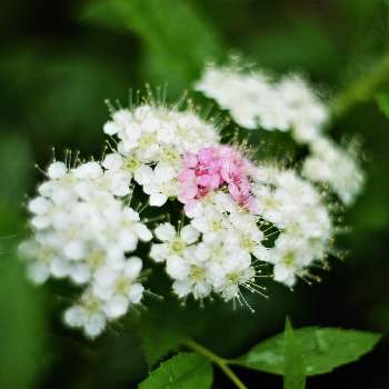白とピンク色の花の画像 by XLCRさん | お出かけ先とシモツケ と源平シモツケと白とピンク色の花