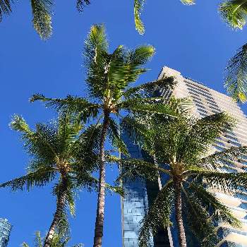 椰子の木、palm treeの画像 by kanaさん | 椰子の木、palm treeとハワイとゆらゆら