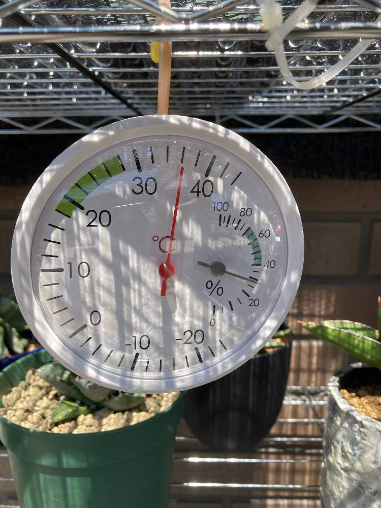 多肉植物の投稿画像 By Takさん 温度計と温湿度計とおうち園芸と小さな庭とニトリと多肉植物と温度計と温湿度計とおうち園芸とニトリ 21月8月29日 Greensnap グリーンスナップ Greensnap グリーンスナップ