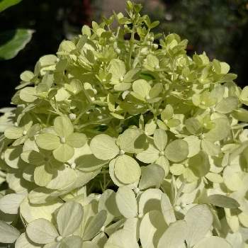 ピラミッドアジサイ の投稿画像一覧 Greensnap グリーンスナップ