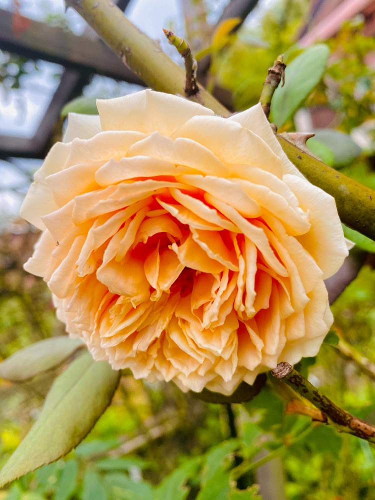 クラウンプリンセスマルガリータの投稿画像 By しげちんさん 小さな庭とイングリッシュ ローズと薔薇 とバラクラウンプリンセスマルガリータ とイングリッシュ ローズと薔薇 とバラクラウンプリンセスマルガリータ 21月8月29日 Greensnap グリーンスナップ