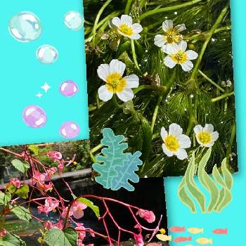 梅花藻の花の投稿画像一覧 Greensnap グリーンスナップ