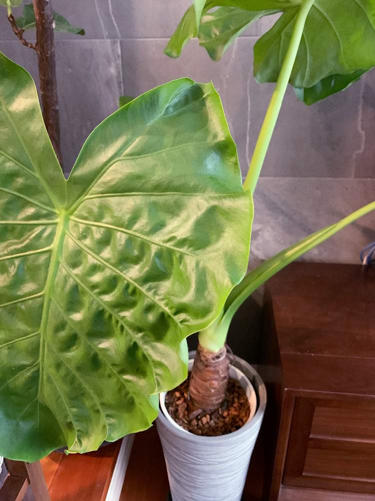 クワズイモの投稿画像 By かかちゃんさん 21月8月29日 Greensnap グリーンスナップ