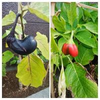 ハバネロの育て方 種まきの時期と方法 栽培適所は Greensnap グリーンスナップ