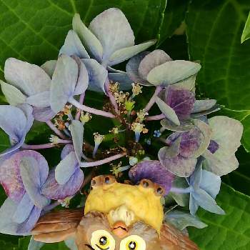 しあわせを呼ぶフクロウ祭りの画像 by Keittyさん | 小さな庭とアジサイと紫陽花とふくろう祭りとしあわせを呼ぶフクロウ祭りと♡ふくろうの日♡