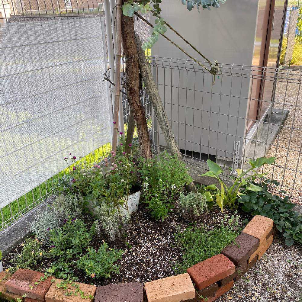 簡単DIY記録｜🍀GreenSnap（グリーンスナップ）