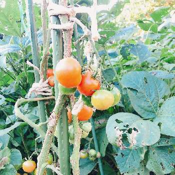 フルーツトマトの画像 by momさん | 畑とフルーツトマトと自家栽培の野菜達とハーブのある暮らし