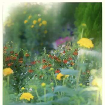 ヘレニウム（団子菊）の画像 by クジャクシダさん | 小さな庭とヘレニウム（団子菊）と宿根ヒマワリと庭の宿根草と庭作りとおうち園芸
