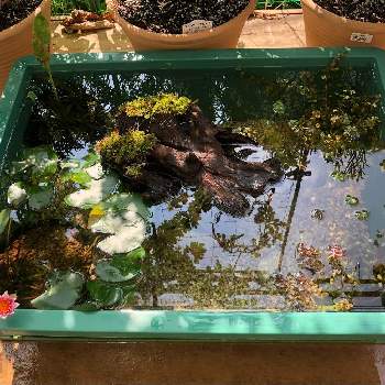 グリーンロタラの画像 by Fujitaroさん | 小さな庭とグリーンロタラとロタラsp hraとナガバオモダカとレディケアリーライラセアとビオトープ