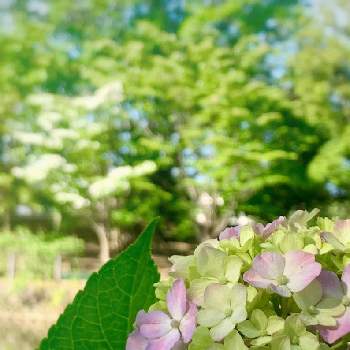 素敵がいっぱいの画像 by fumiさん | アジサイと素敵がいっぱいと花パトロールと花のある風景と２０２０年５月同期と今日のお花と暮らしに花をと暮らしに癒しをと緑のある風景と朝活