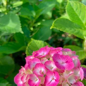 素敵がいっぱいの画像 by fumiさん | アジサイと素敵がいっぱいと素敵大好きと花パトロールと花のある風景と美しい色と２０２０年５月同期と緑のある暮らしと今日のお花と暮らしに花をと暮らしに癒しをと緑のある風景とピンクスマイルと花コサージュ