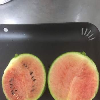 小玉スイカ栽培の投稿画像一覧 Greensnap グリーンスナップ