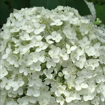 あじさい 白の投稿画像一覧 Greensnap グリーンスナップ