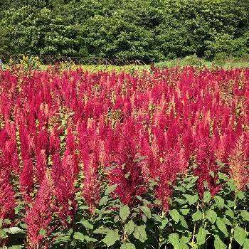 アマランサスの投稿画像一覧 Greensnap グリーンスナップ