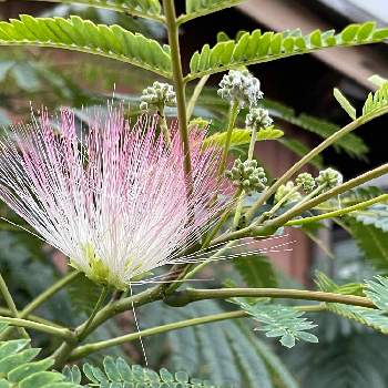 ねむの木の投稿画像一覧 Greensnap グリーンスナップ