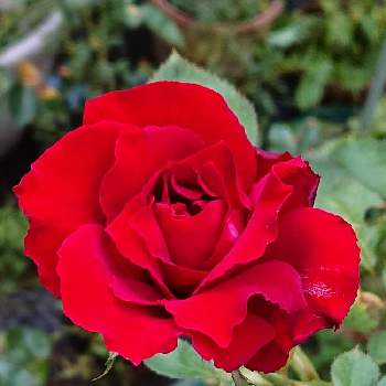 ベルサイユのバラの画像 by 山ちゃんさん | ベルサイユのバラとバラと鉢植えと花のある暮らしと我が家のバラと今朝のバラ