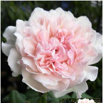 クロッシェの投稿画像一覧 Greensnap グリーンスナップ