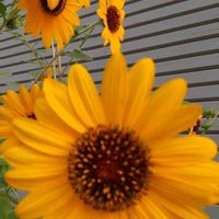 ヒマワリの画像