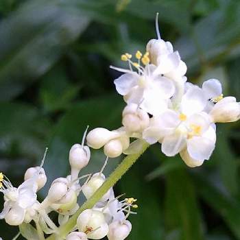 藪茗荷の花の投稿画像一覧 Greensnap グリーンスナップ