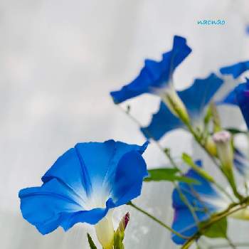 フリューブルーの画像 by nao70＊さん | 小さな庭と涼やかとお花は癒しと沢山咲いたよと青い朝顔とフリューブルー