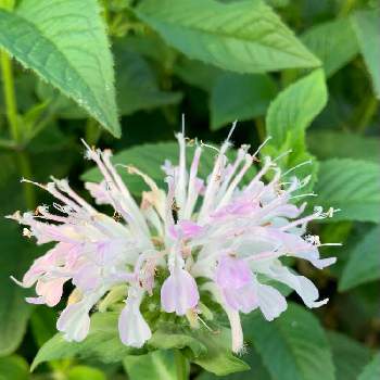 タイマツソウの投稿画像一覧 Greensnap グリーンスナップ