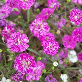 カスミソウ ジプシーローズの投稿画像一覧 Greensnap グリーンスナップ