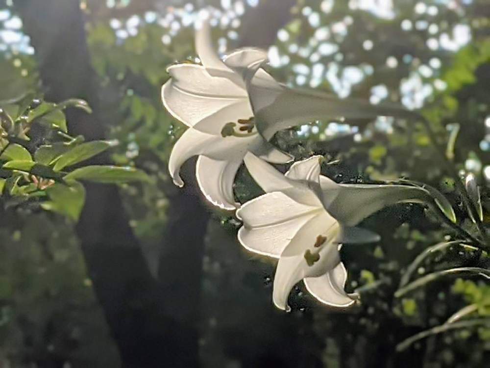 広い庭の画像 by 秋草さん | 広い庭とユリと新鉄砲百合と白い花シリーズ❣️と白・しろ・ホワイトとユリ✽と白い花と白い花マニア