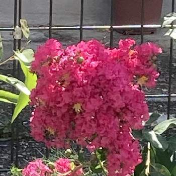 モコモコふわふわの画像 by manabeさん | お出かけ先と百日紅とサルスベリと百日紅（サルスベリ)と落葉中高木とミソハギ科とモコモコふわふわと百日紅 -サルスベリ-と濃いピンクの花