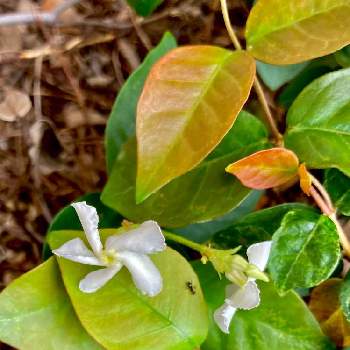 常緑つる性低木の投稿画像一覧 Greensnap グリーンスナップ