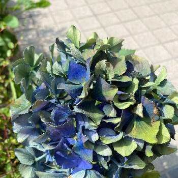 紫陽花 アジサイ あじさいの投稿画像一覧 Greensnap グリーンスナップ