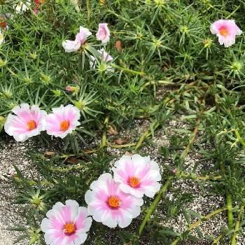 日照り草 の投稿画像一覧 Greensnap グリーンスナップ