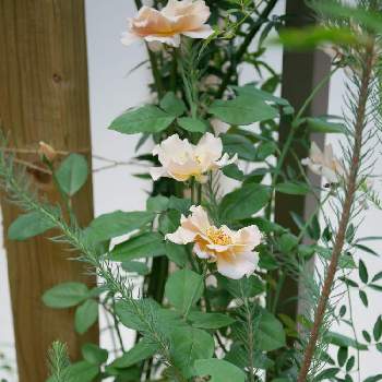 バラ ティラミスの画像 by しおんさん | 小さな庭とバラ ティラミスと夏越しと開花とlumix-gf9とS家の成長記録と花壇と残暑とバラのある暮らしとミラーレス一眼と地植え