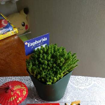 ポケモンの投稿画像一覧 Greensnap グリーンスナップ