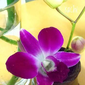 デンファレ画像